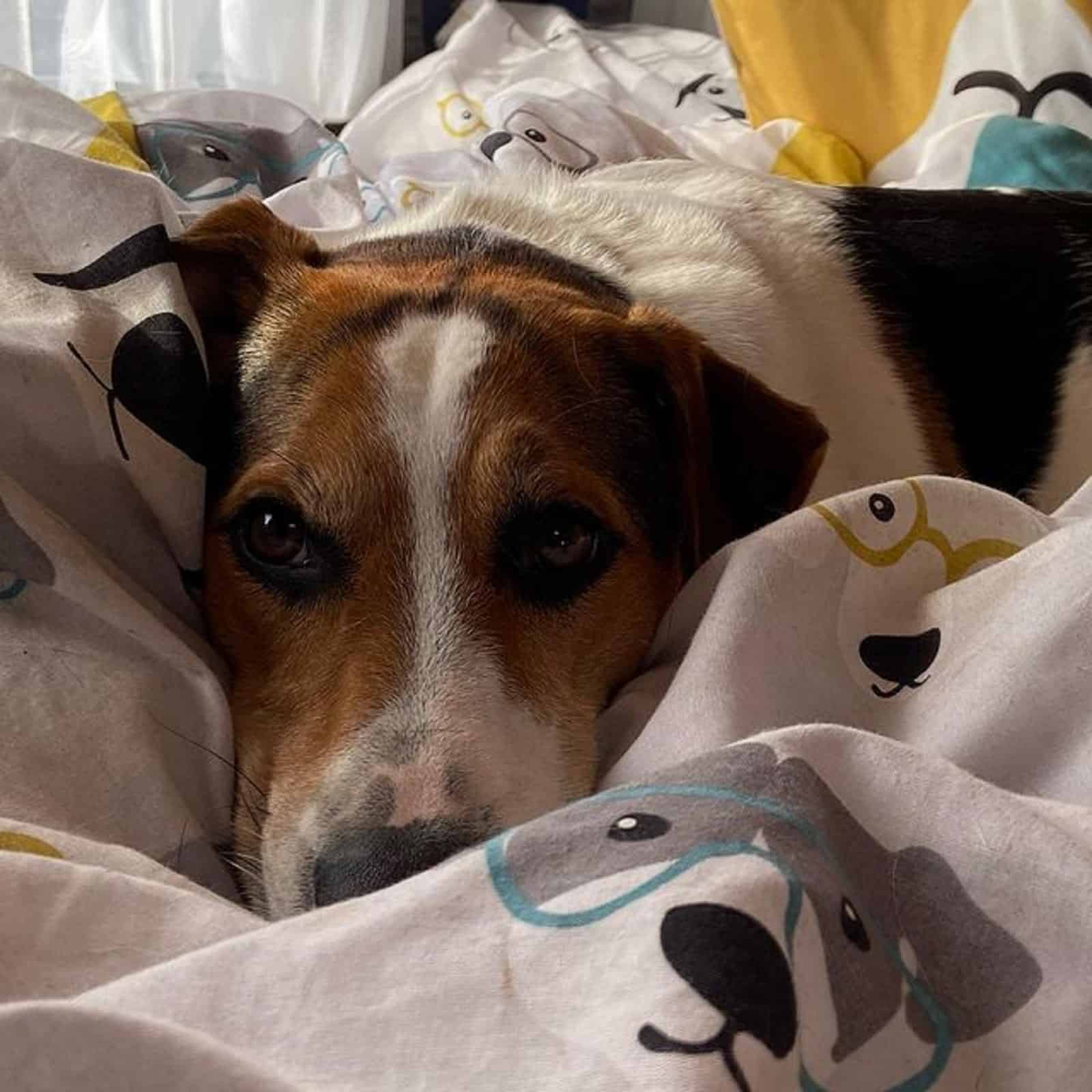 mezcla jack russell beagle acostado en una cama