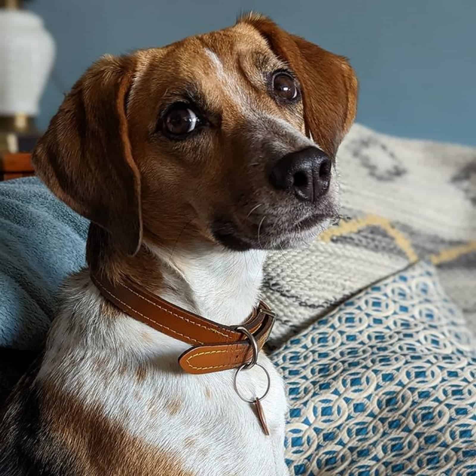 jack russell beagle sentado en el sofá