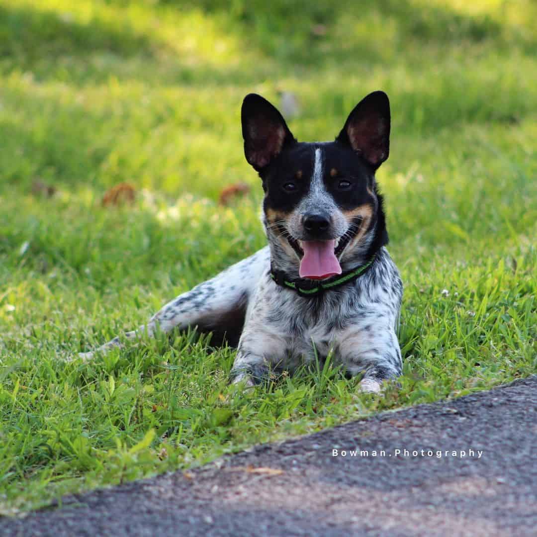 mezcla de jack russell y blue heeler acostado en el césped