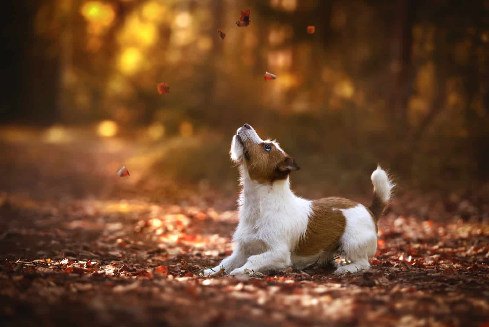 jack russell atrapando hojas