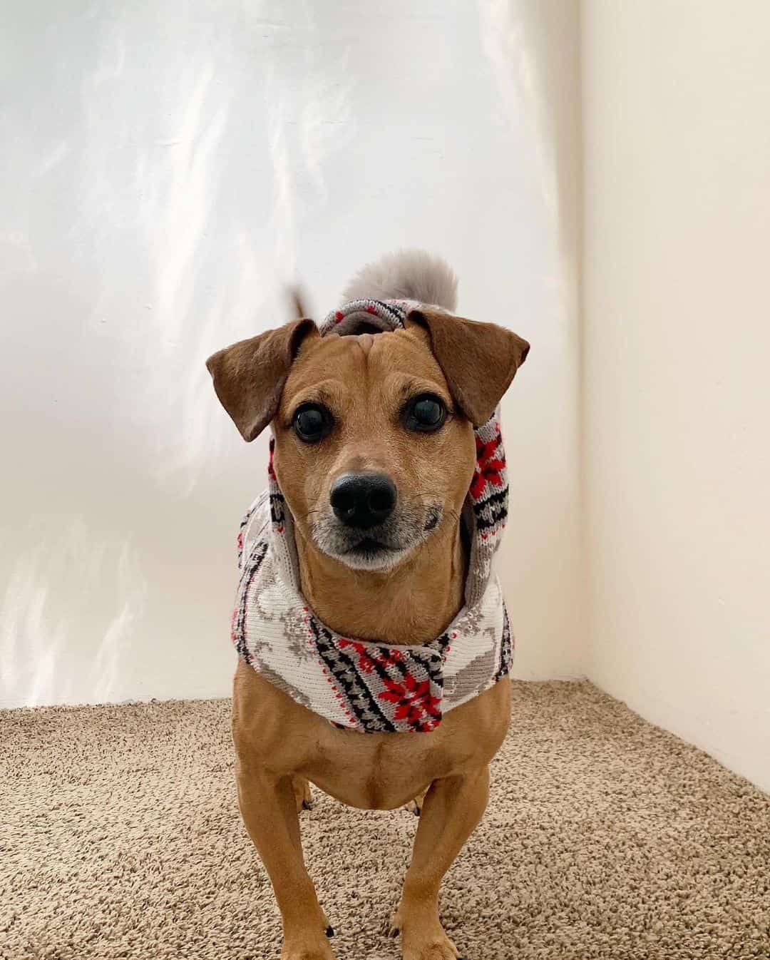 perro jack russell dachshund mix