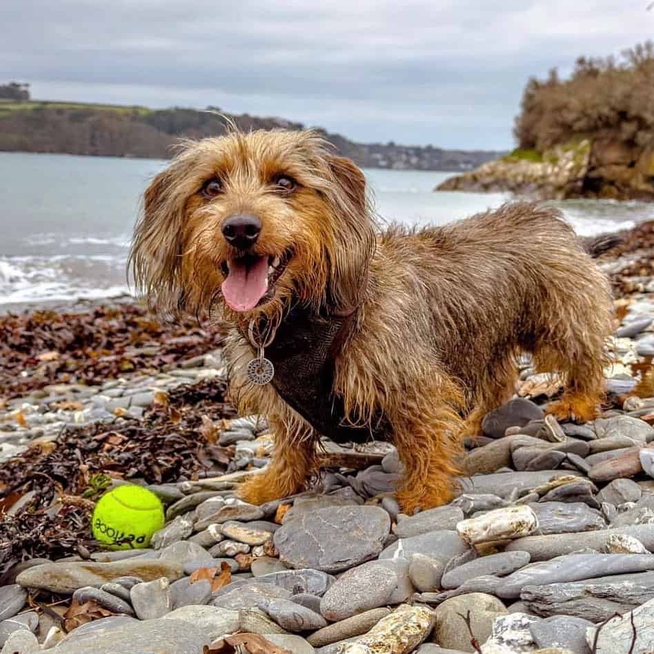 jack russell dachshund mix jugando con una pelota en la naturaleza