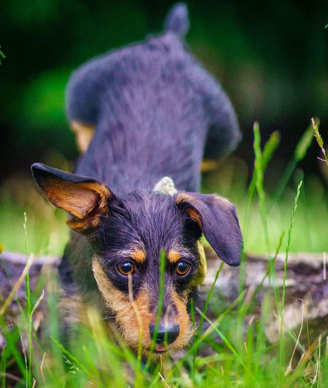retrato de jack russell dachshund mix en la naturaleza