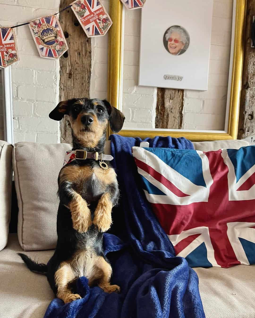 jack russell dachshund mix de pie sobre patas traseras