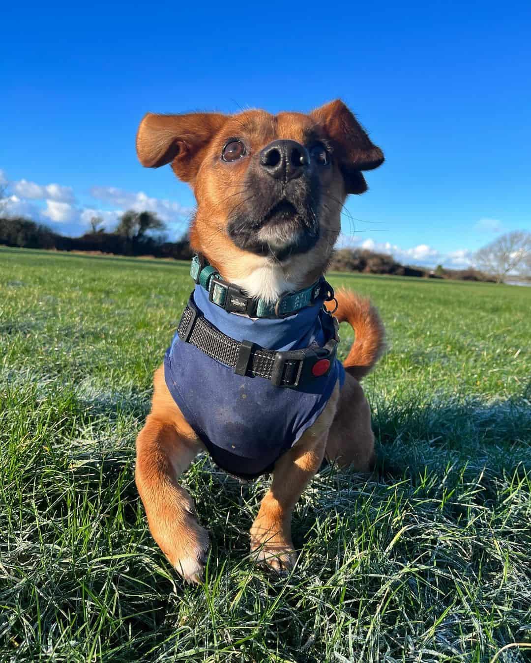 jack russell dachshund mix con arnés