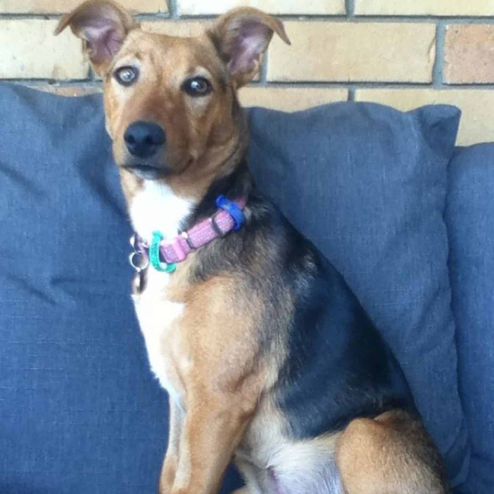 mix de jack russell terrier y kelpie australiano sentado en el sofá