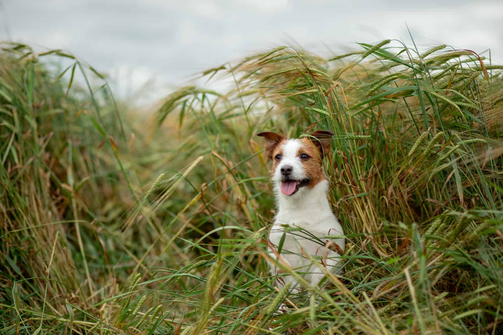 jack russell sentado en el césped