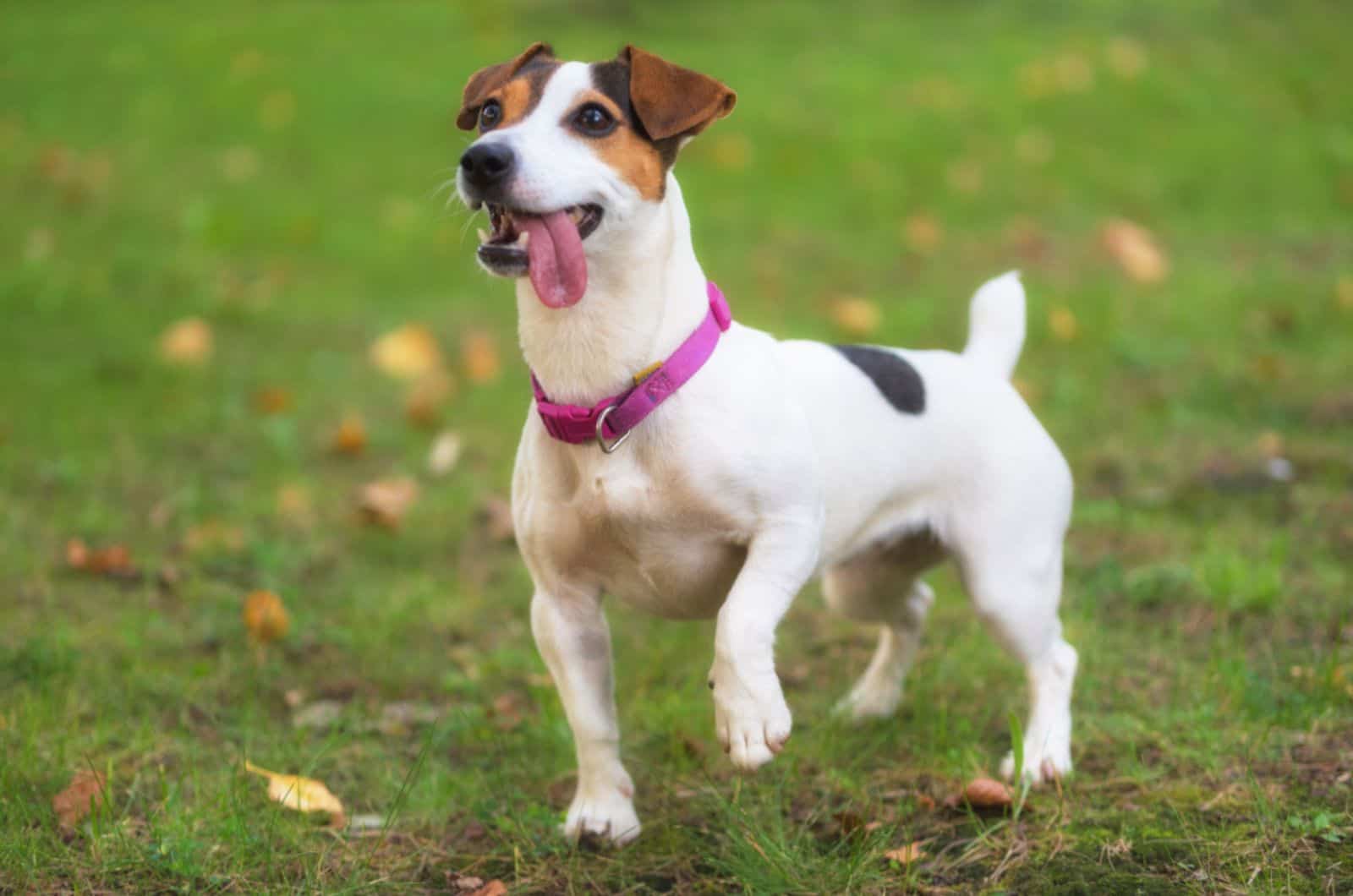 jack russell terrier corriendo en el parque