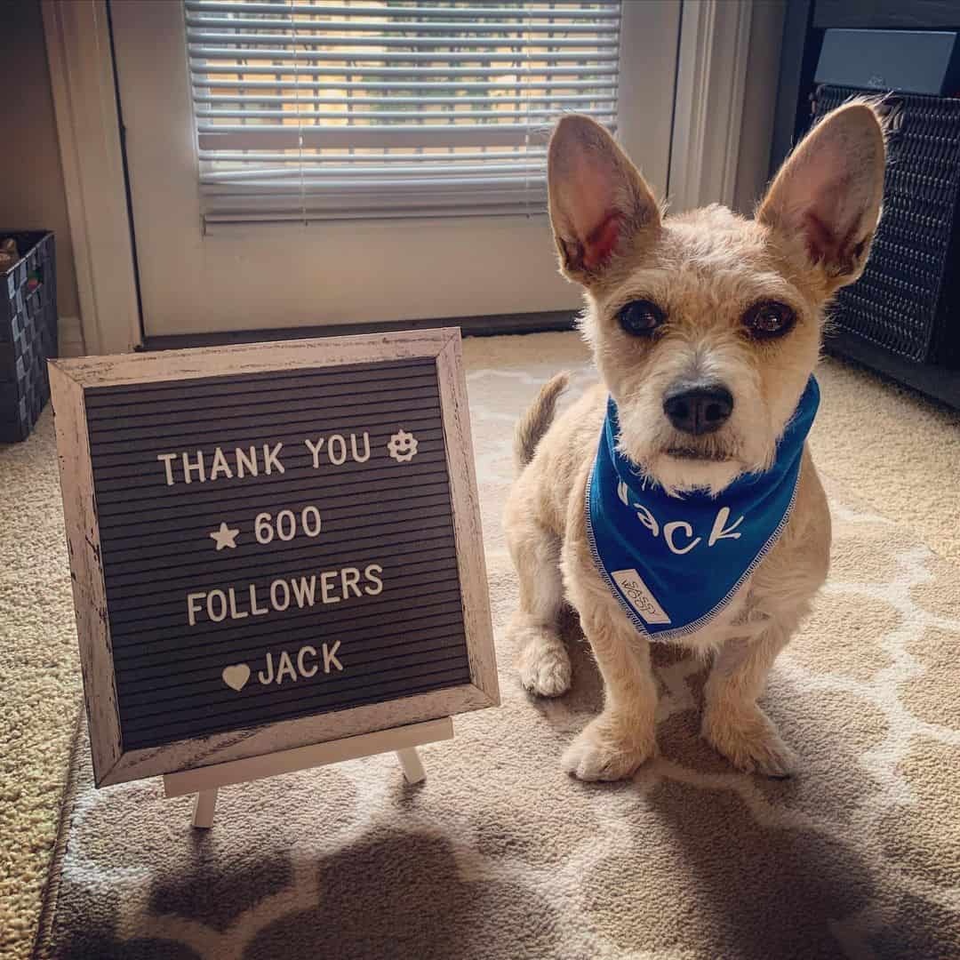Jack el corgipoo posando junto al post de agradecimiento para seguidores de IG