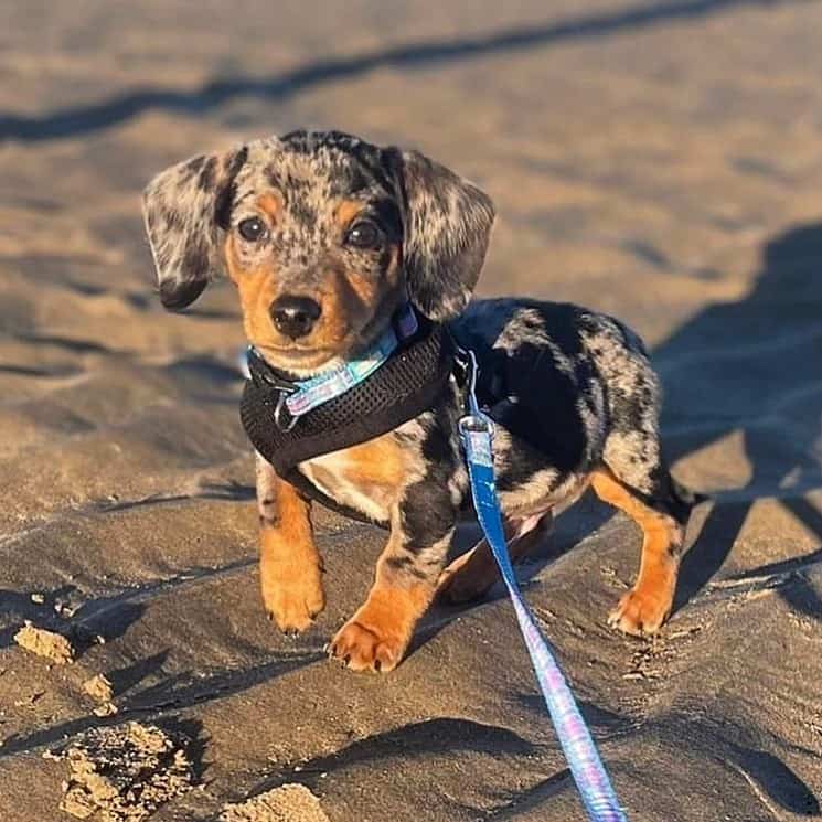 cachorro de jackshund