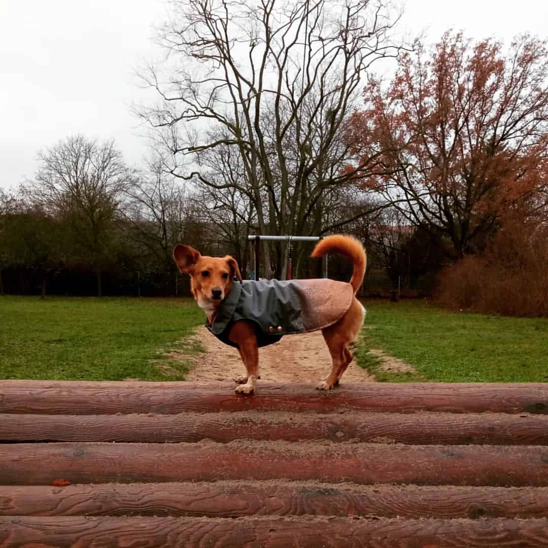 jackshund de pie en una cerca