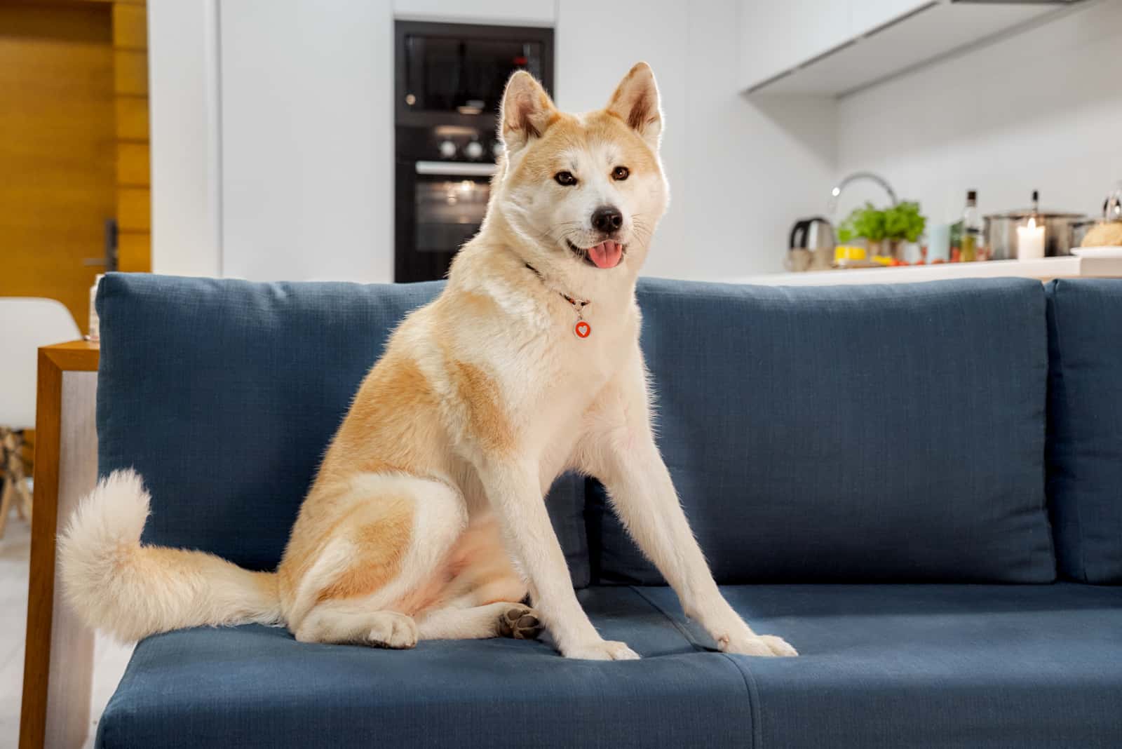 akita japonés sentado en un sofá
