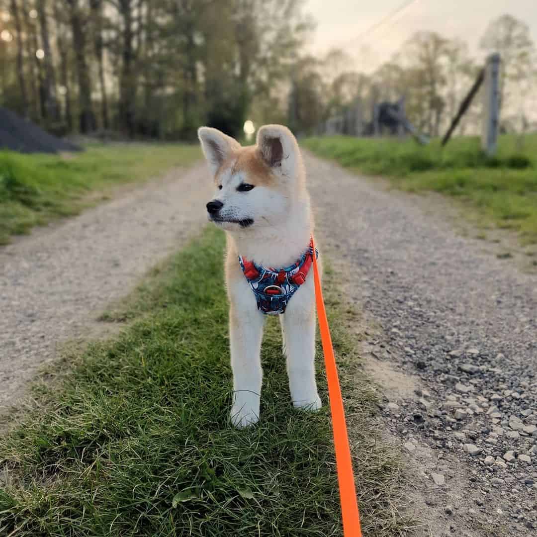 Akita japonés