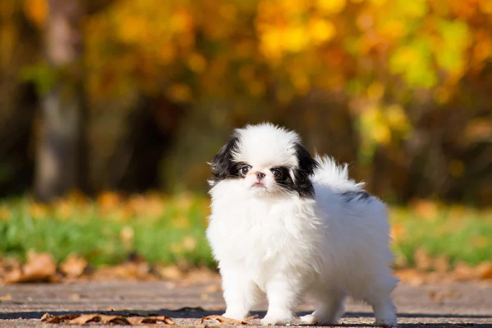 perro chin japonés en el parque