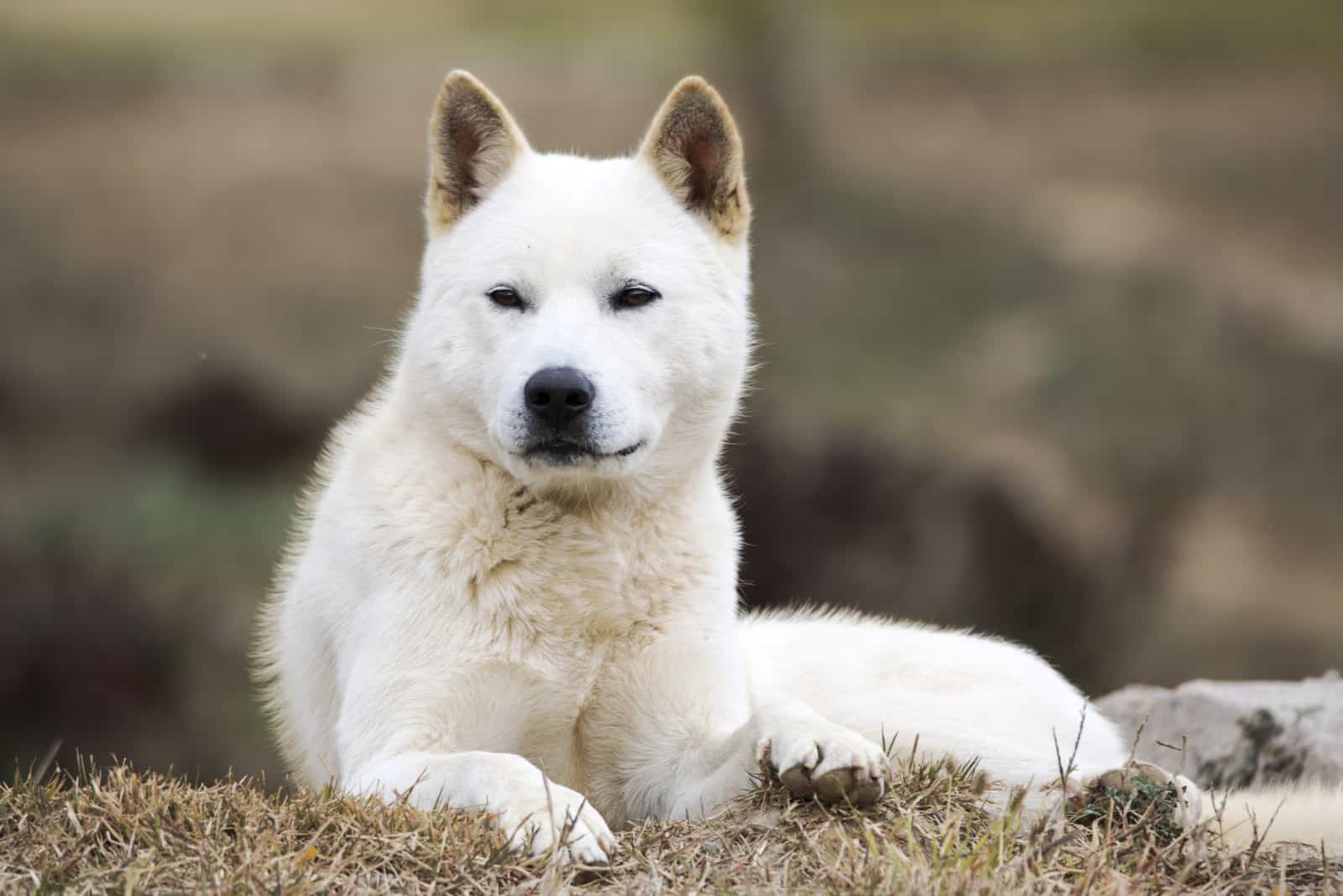 perro jindo descansa