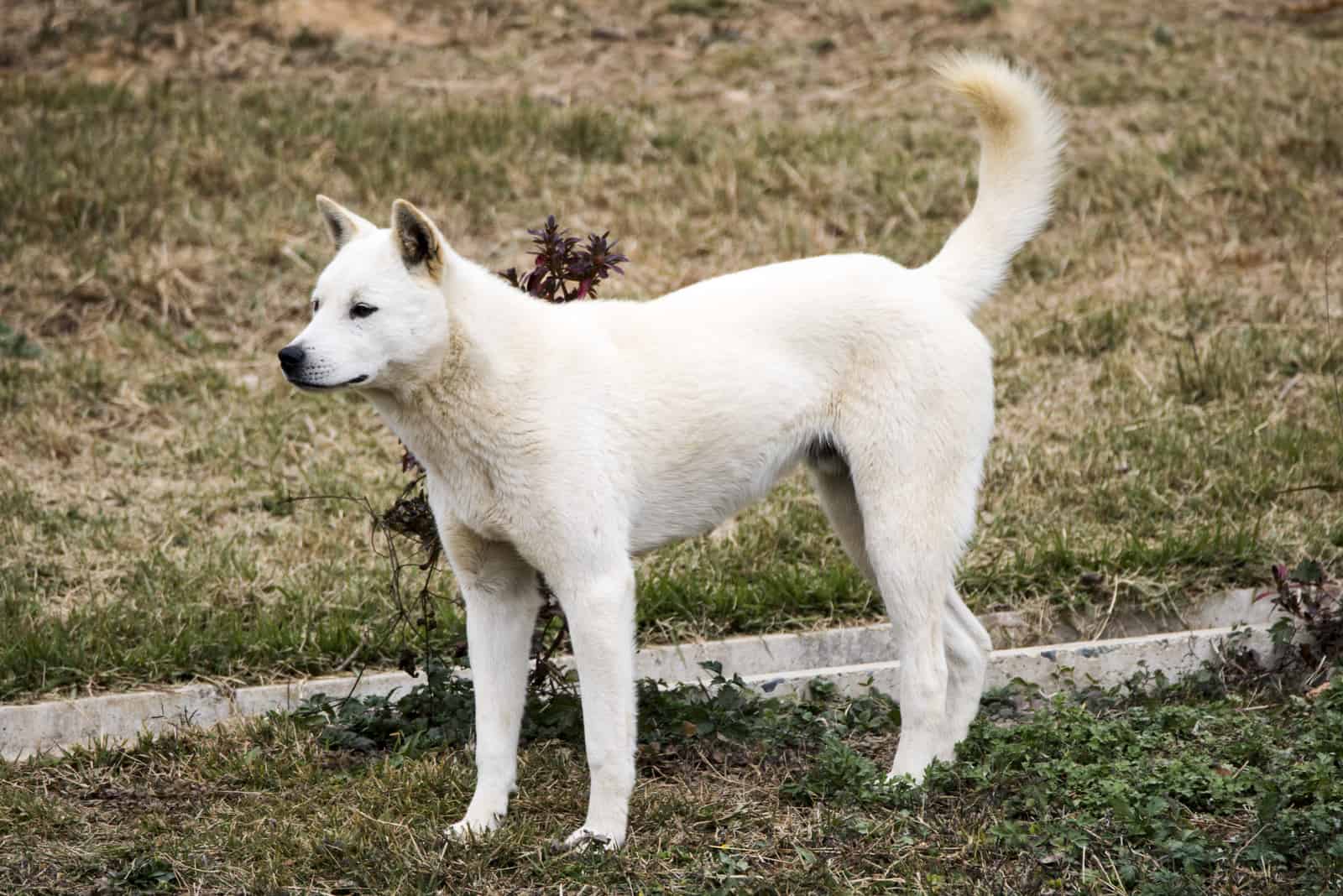 jindo camina por el parque