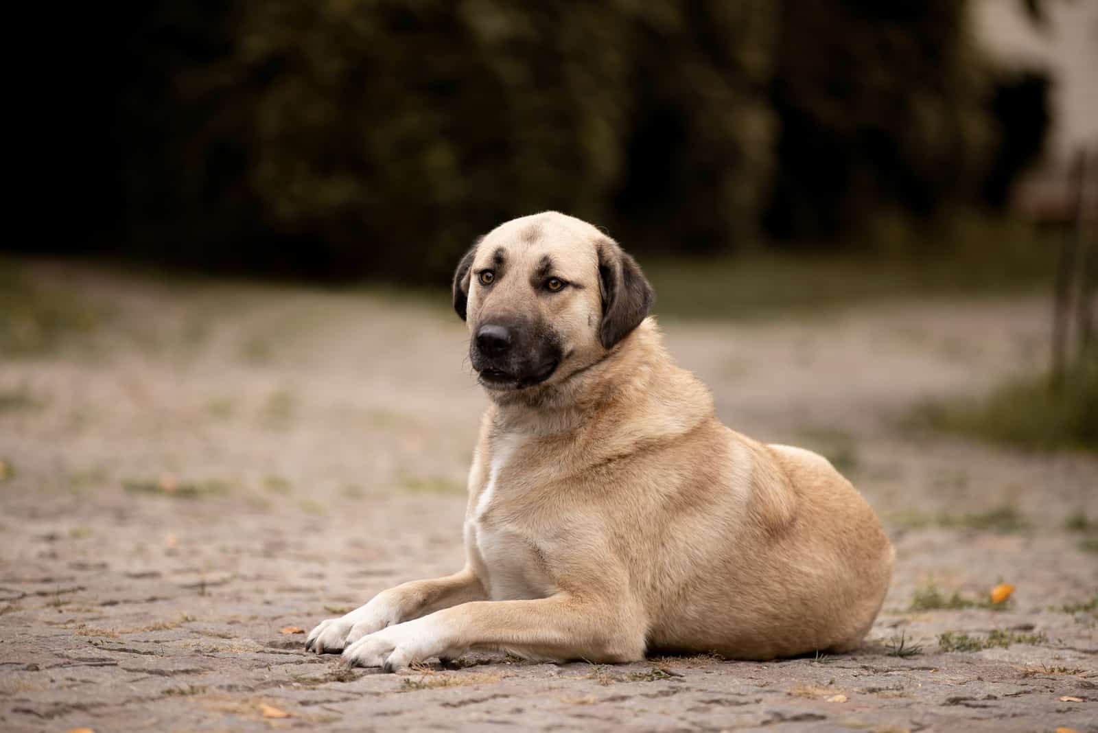 perro Kangal acostado