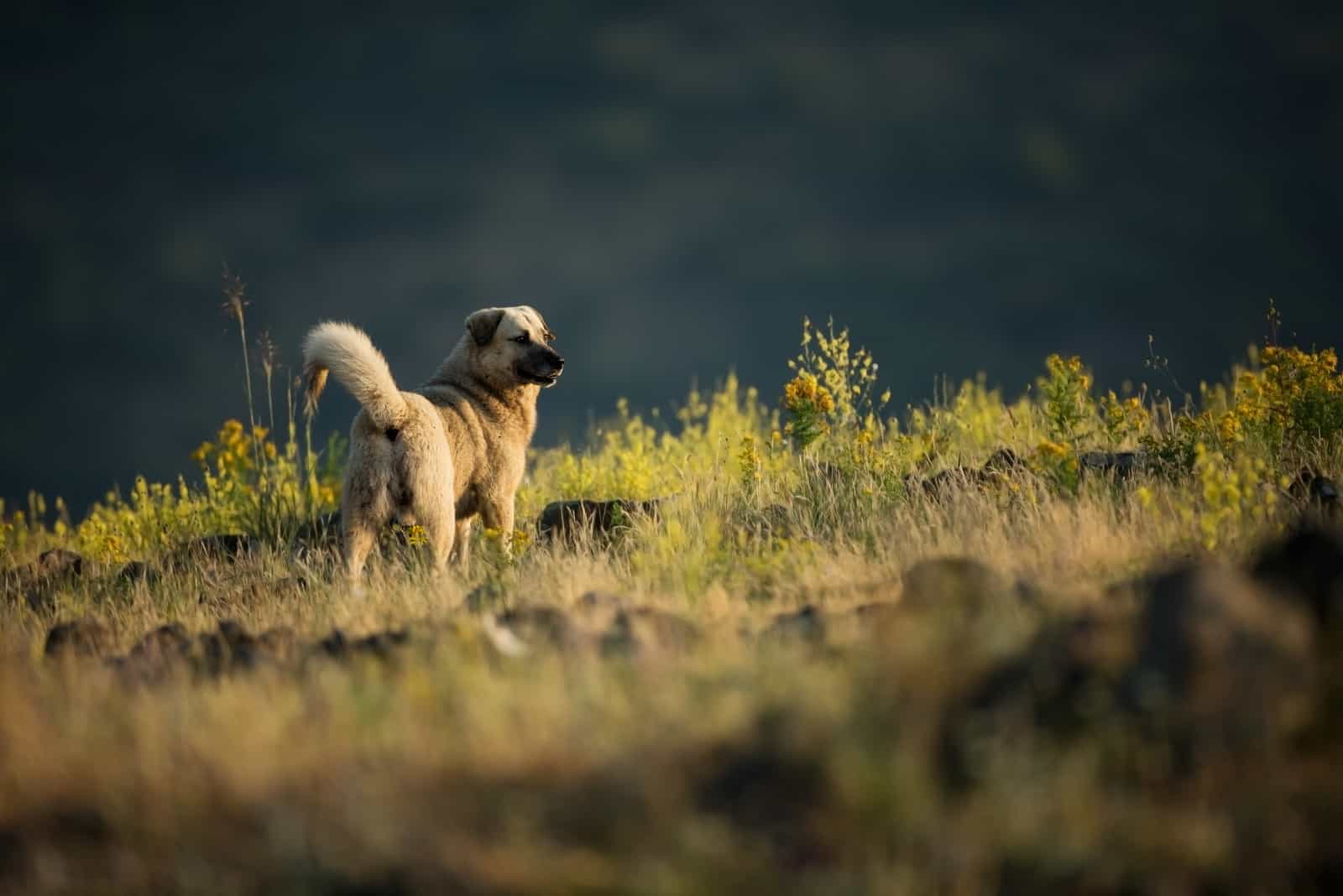 kangal en las montañas