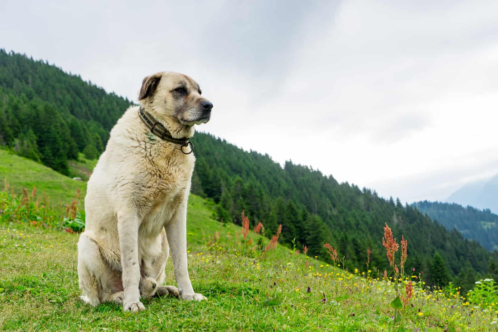 Kangal una de las razas de perros más intimidantes de pie en la colina