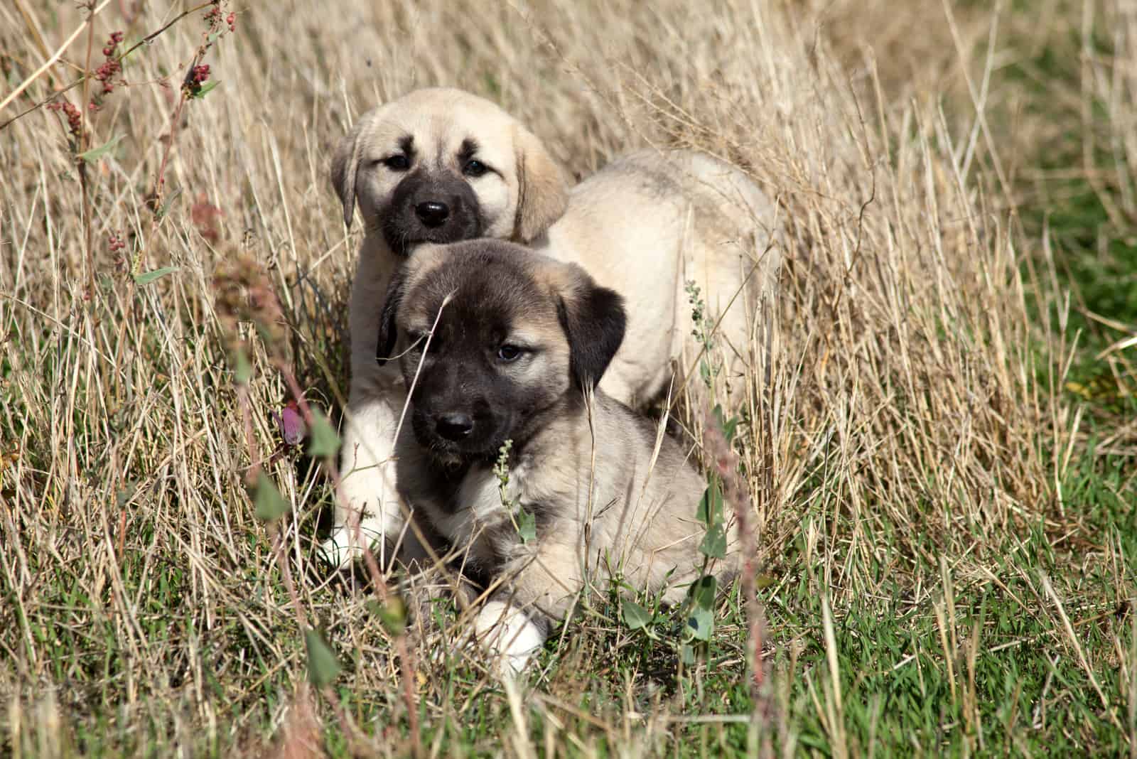cachorros de Kangal