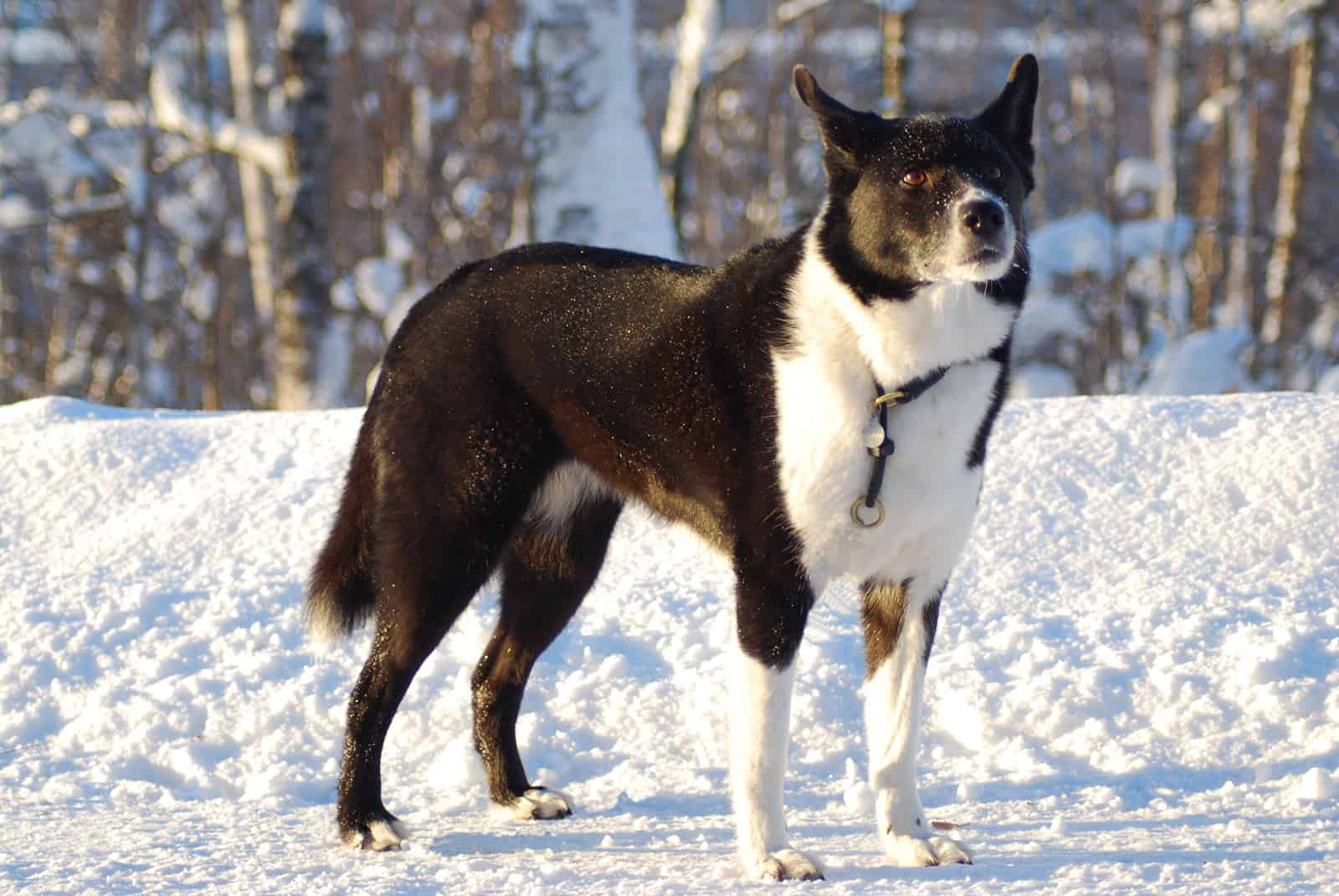 perro oso de Carelia de pie en la nieve