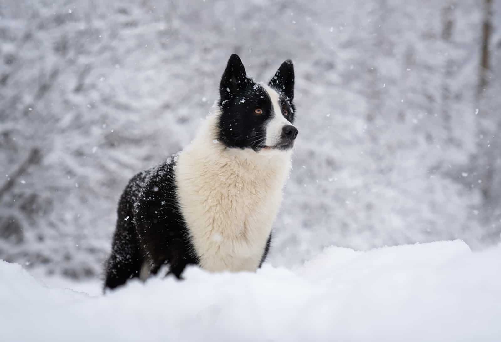 perro oso de carelia de pie en la nieve