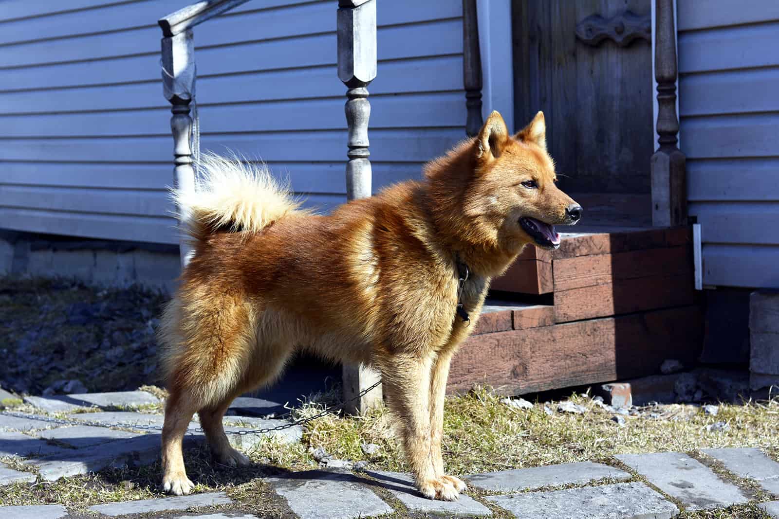 laika karelo finlandés de pie al aire libre