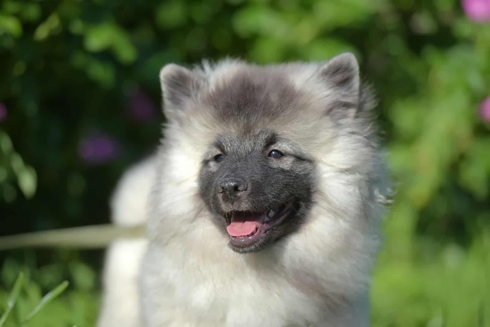 perro keeshond en el parque