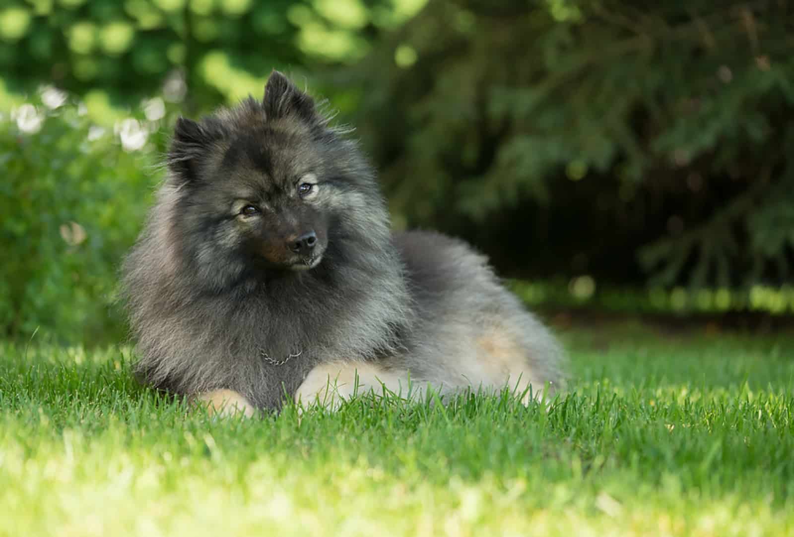 Perro Keeshond acostado sobre el césped
