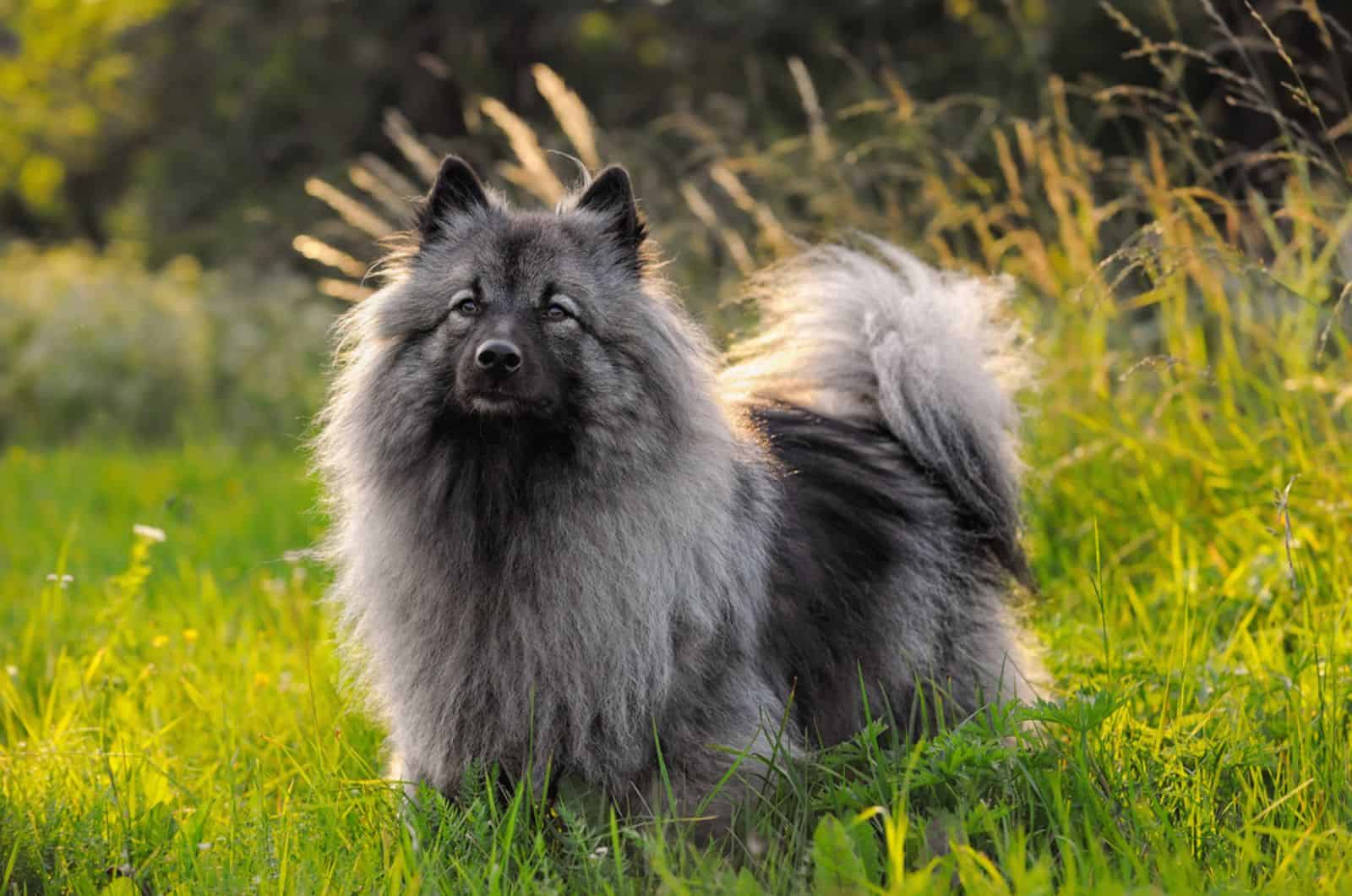 keeshond en la naturaleza
