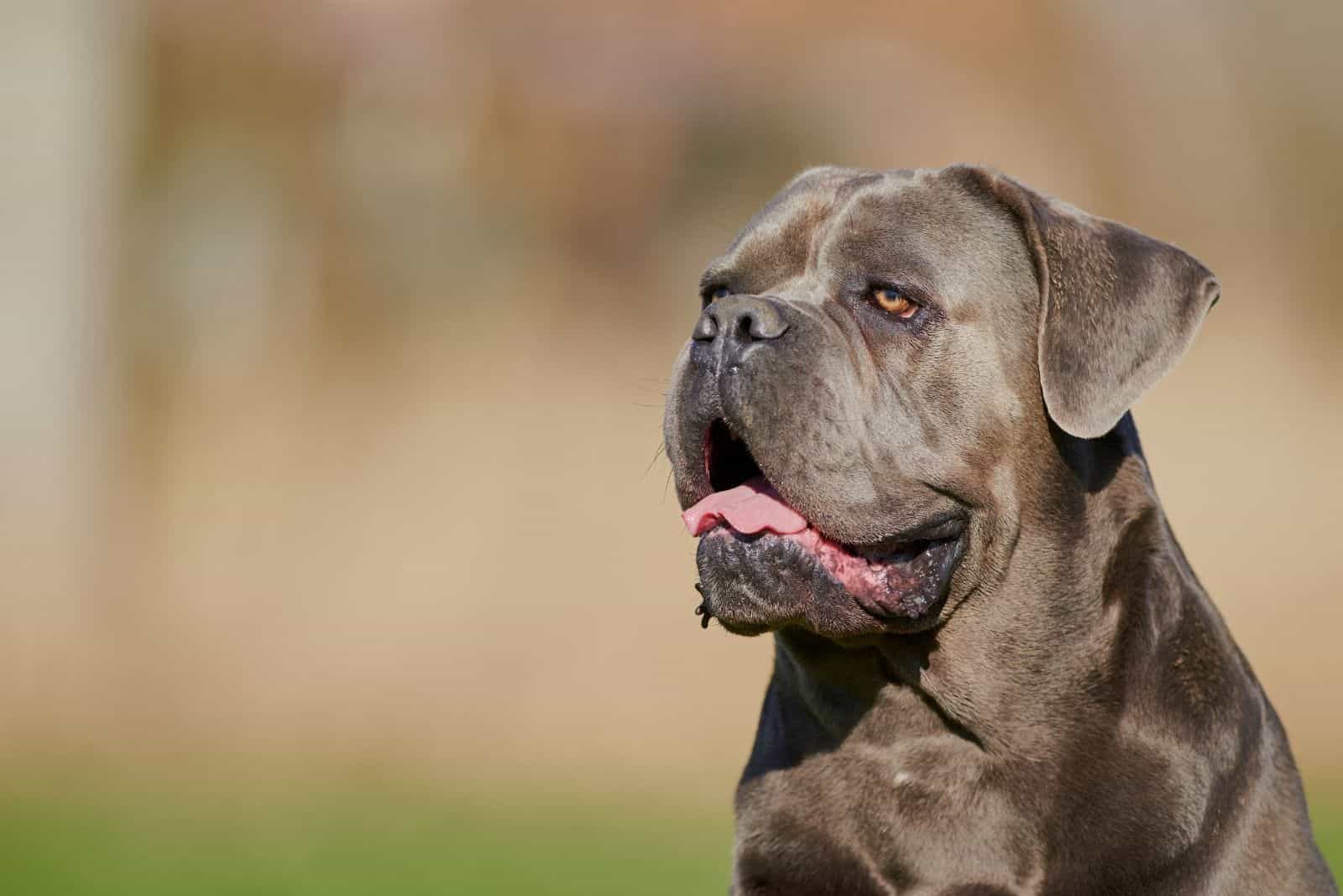 king corso pitbull en imagen de primer plano