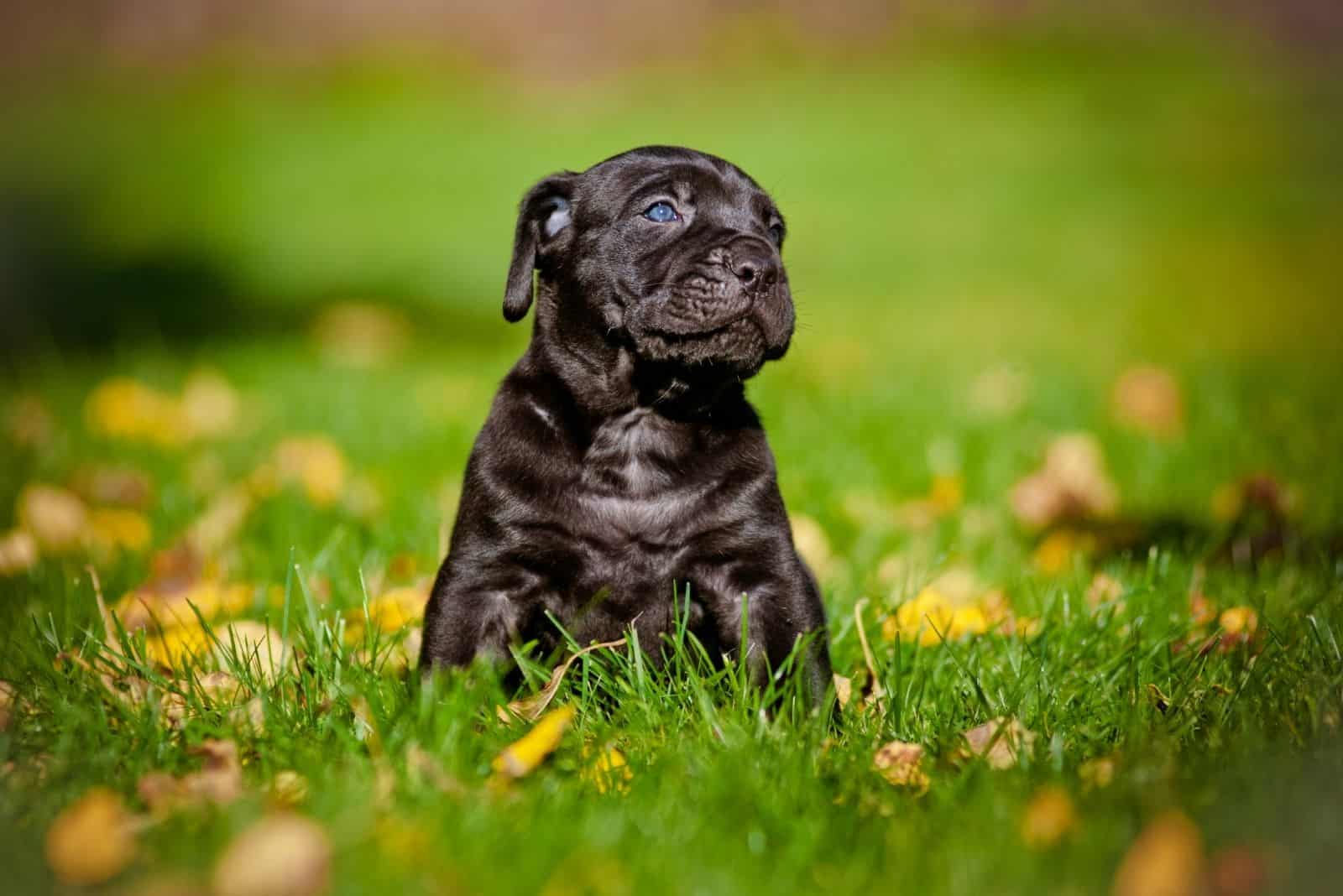 cachorro de king corso parado en el medio del pastizal