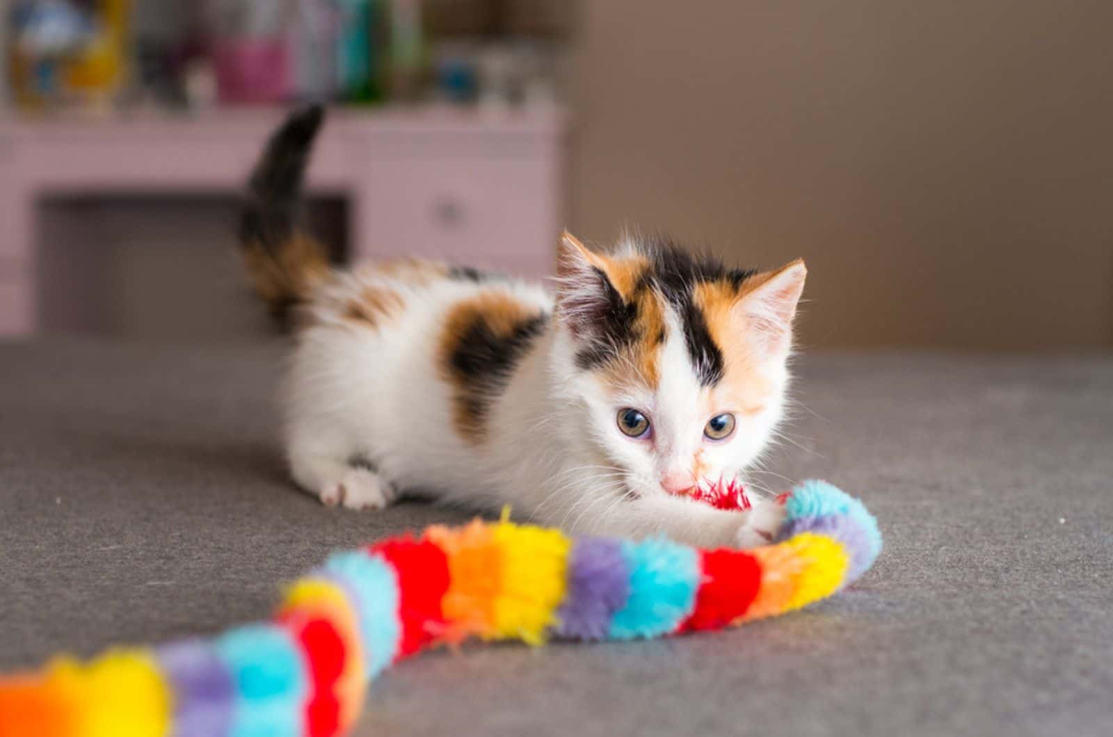 gatito jugando con un juguete en interiores