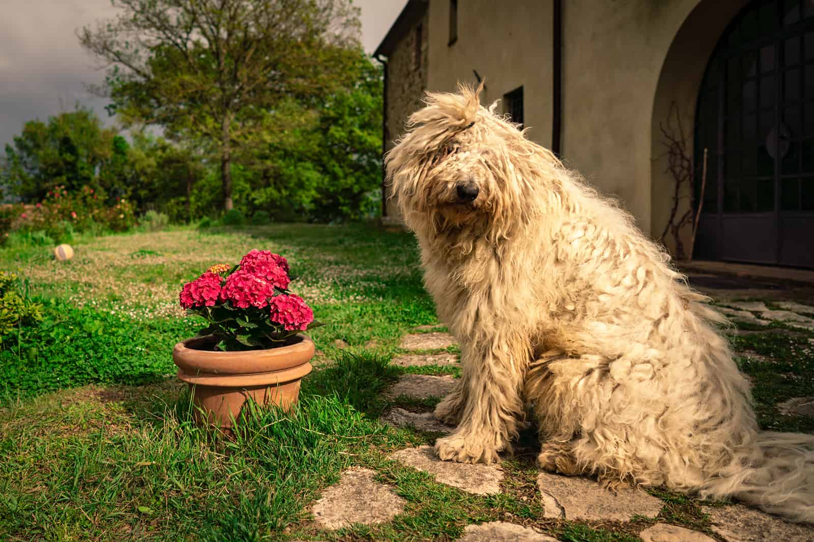 Perro Komondor grande en el césped