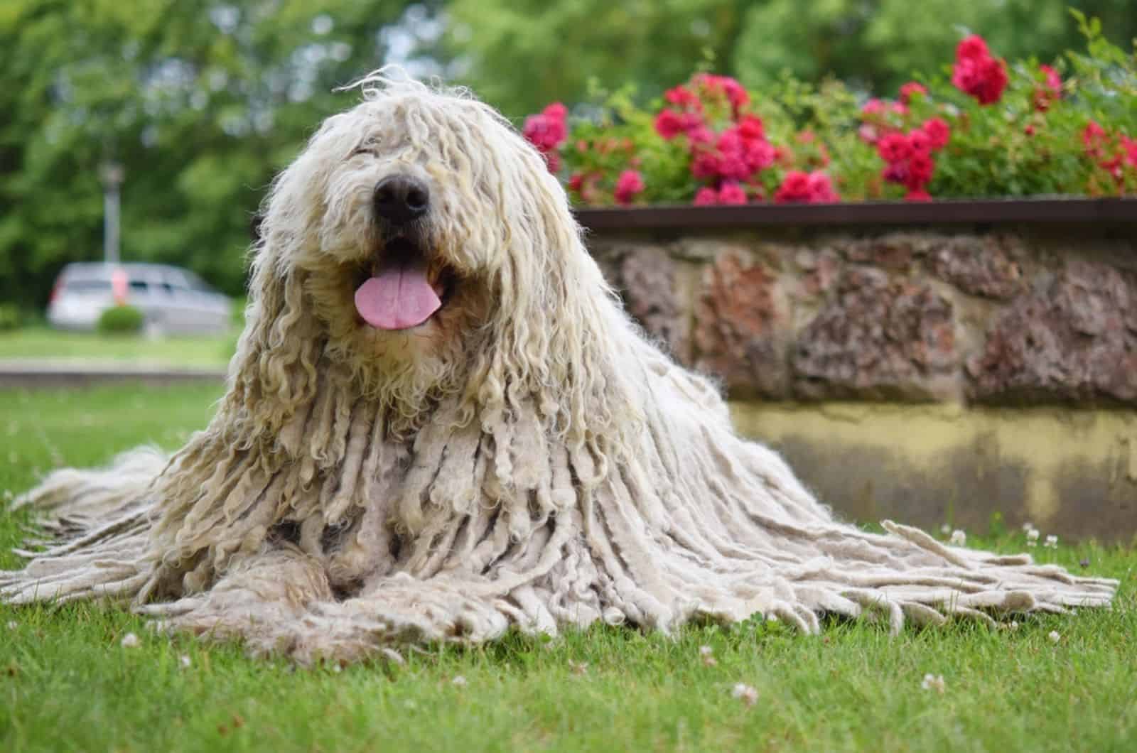 perro komondor tumbado en el césped