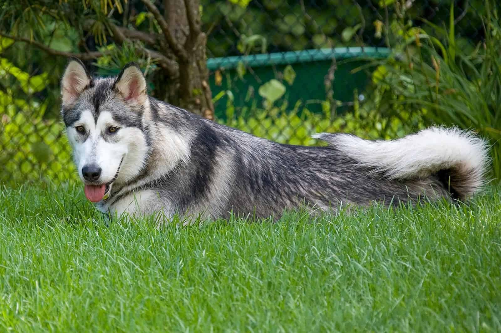 Perro Kugsha acostado sobre el césped