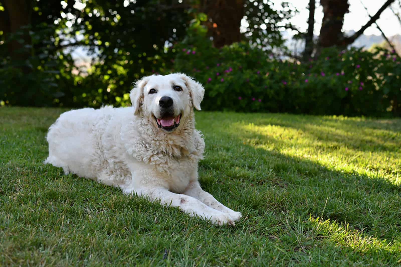 perro kuvasz acostado en la hierba