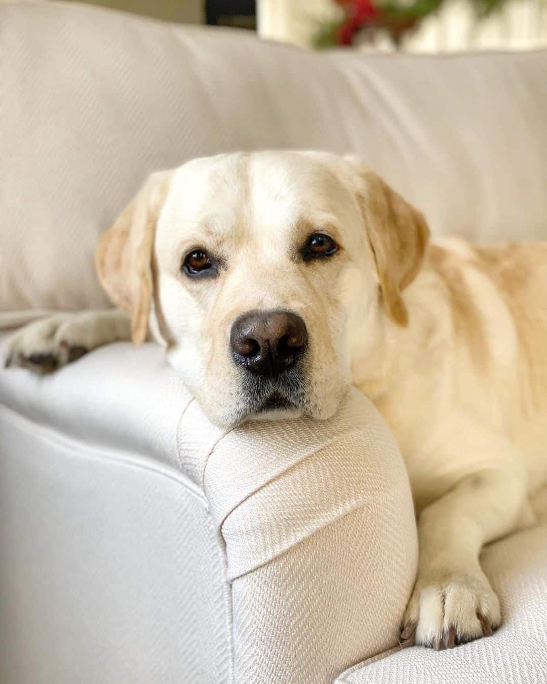 labrador descansando en el sofá