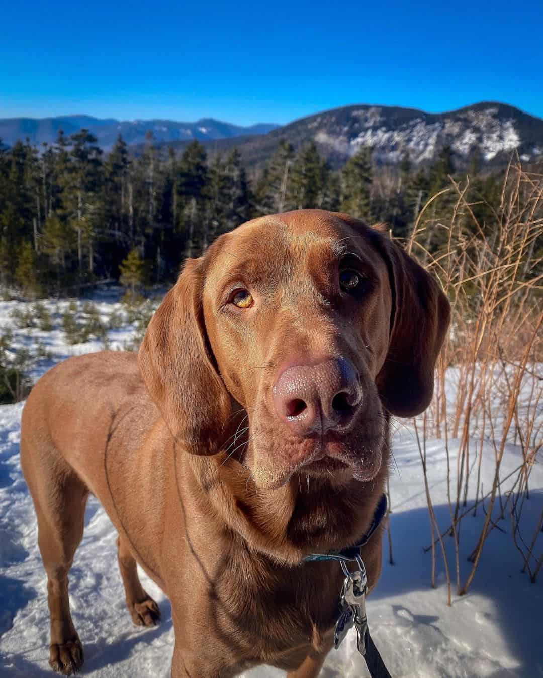 Labrador Retriever mezclado con Bloodhound