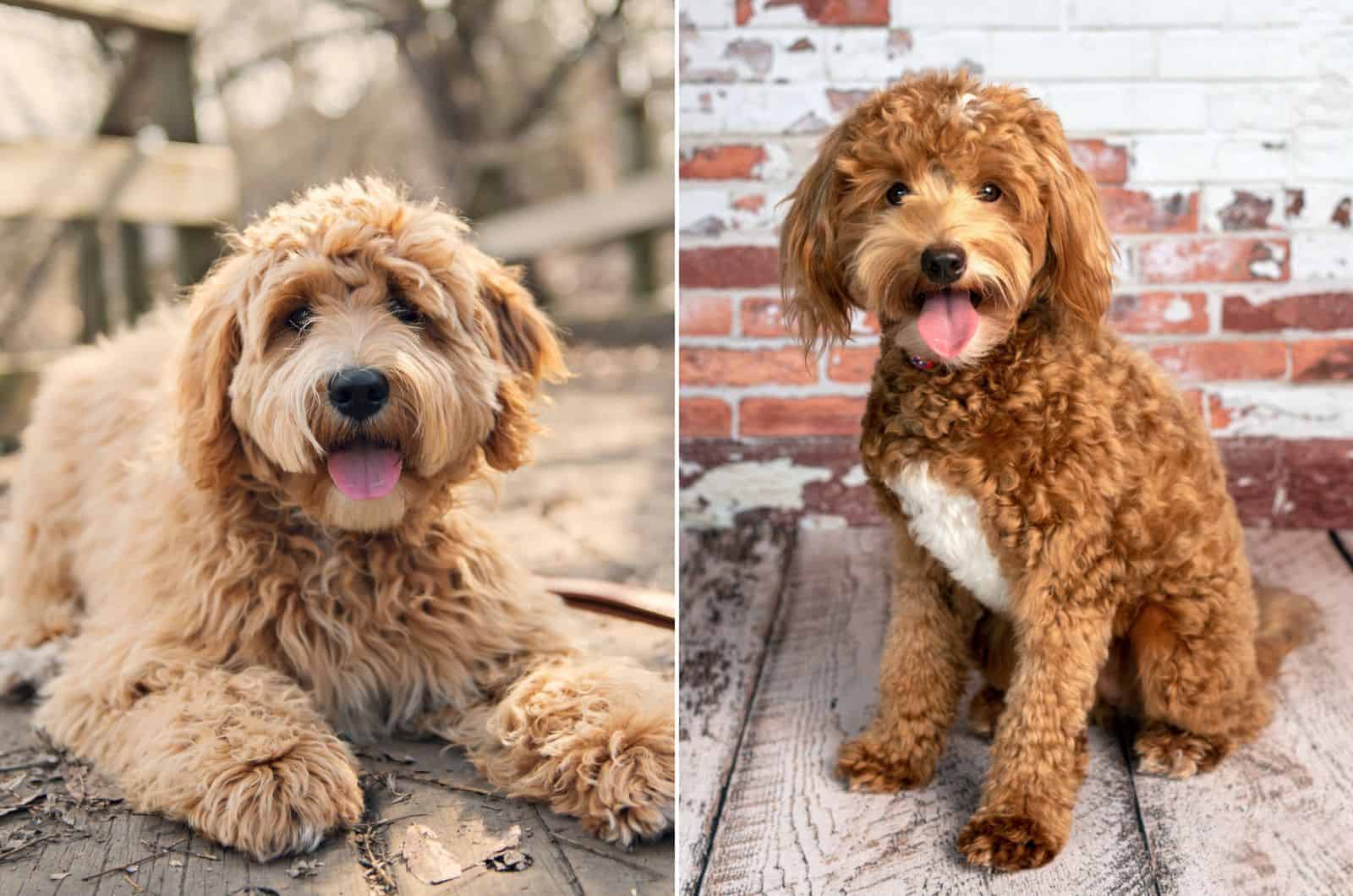 labradoodle y goldendoodle