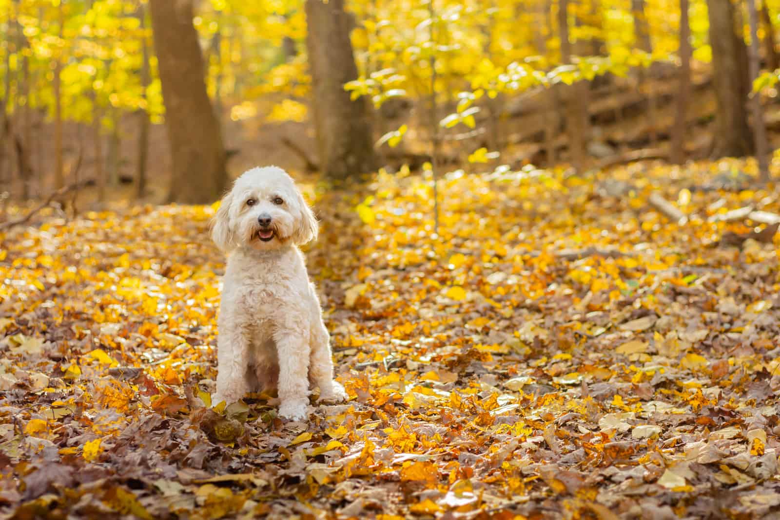 perro labradoodle sentado en el bosque sobre las hojas