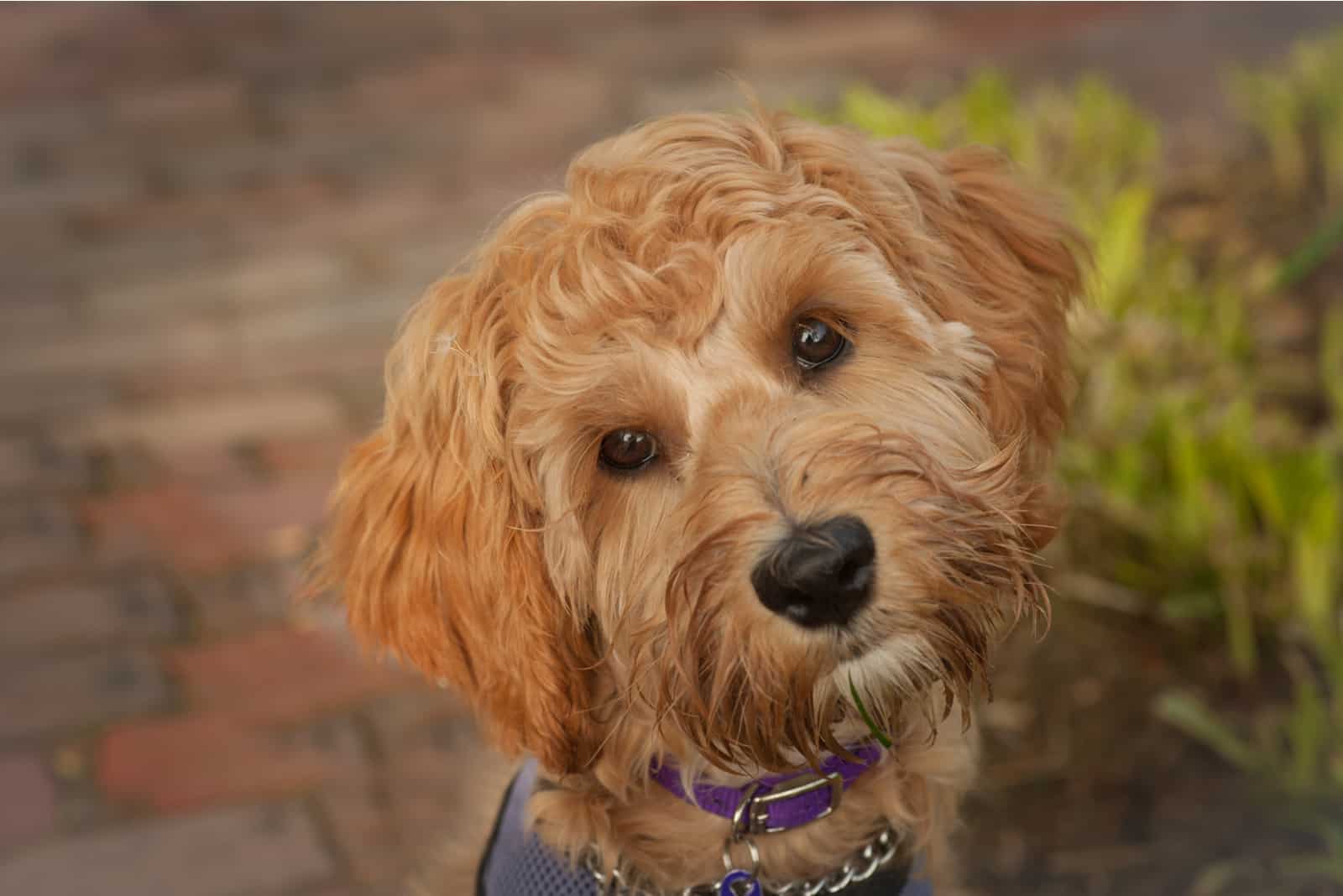 labradoodle mirando a la cámara con la cabeza girada