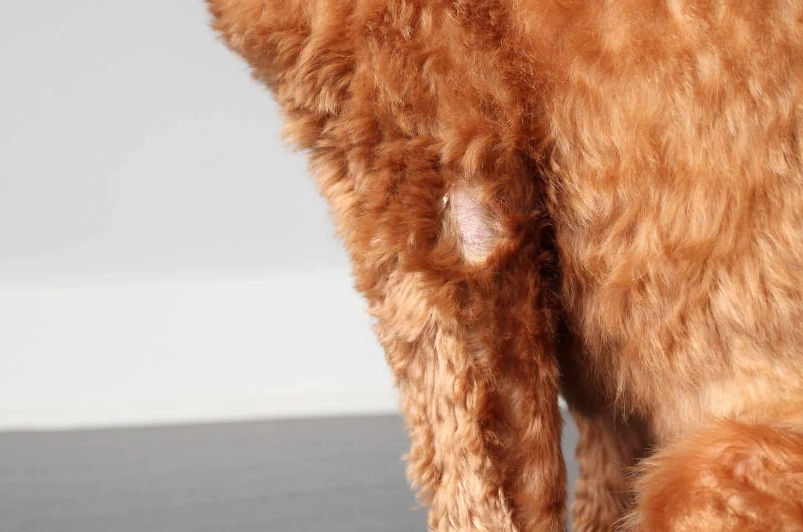 labradoodle perdiendo pelo