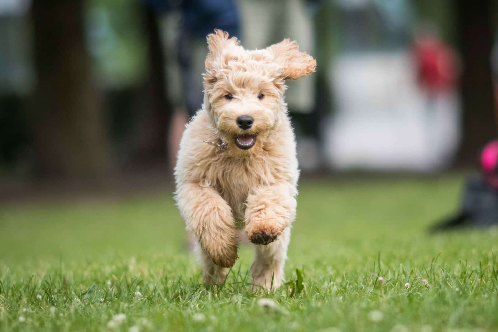 labradoodle corriendo al aire libre