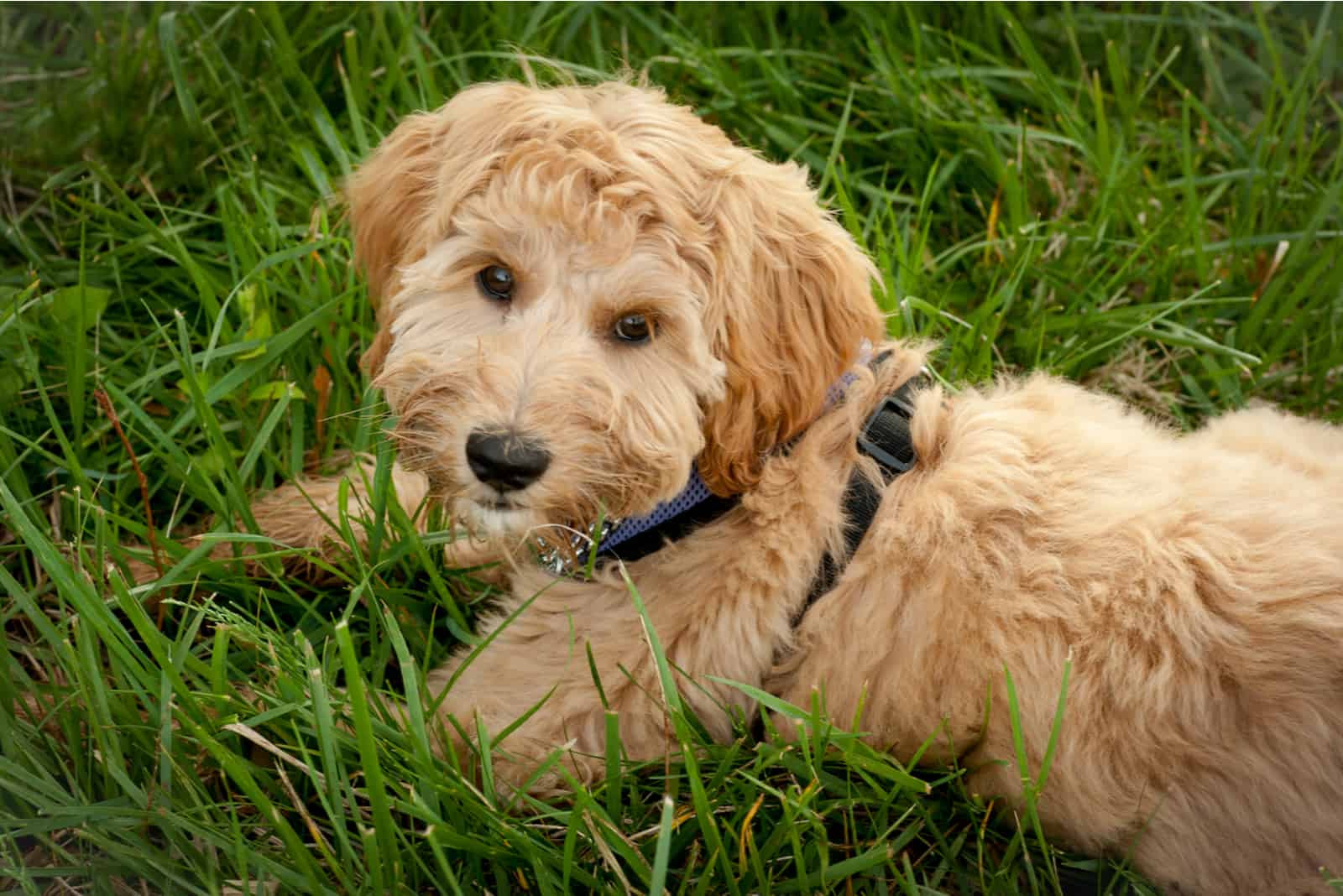 labradoodle sentado en la hierba mirando a la cámara