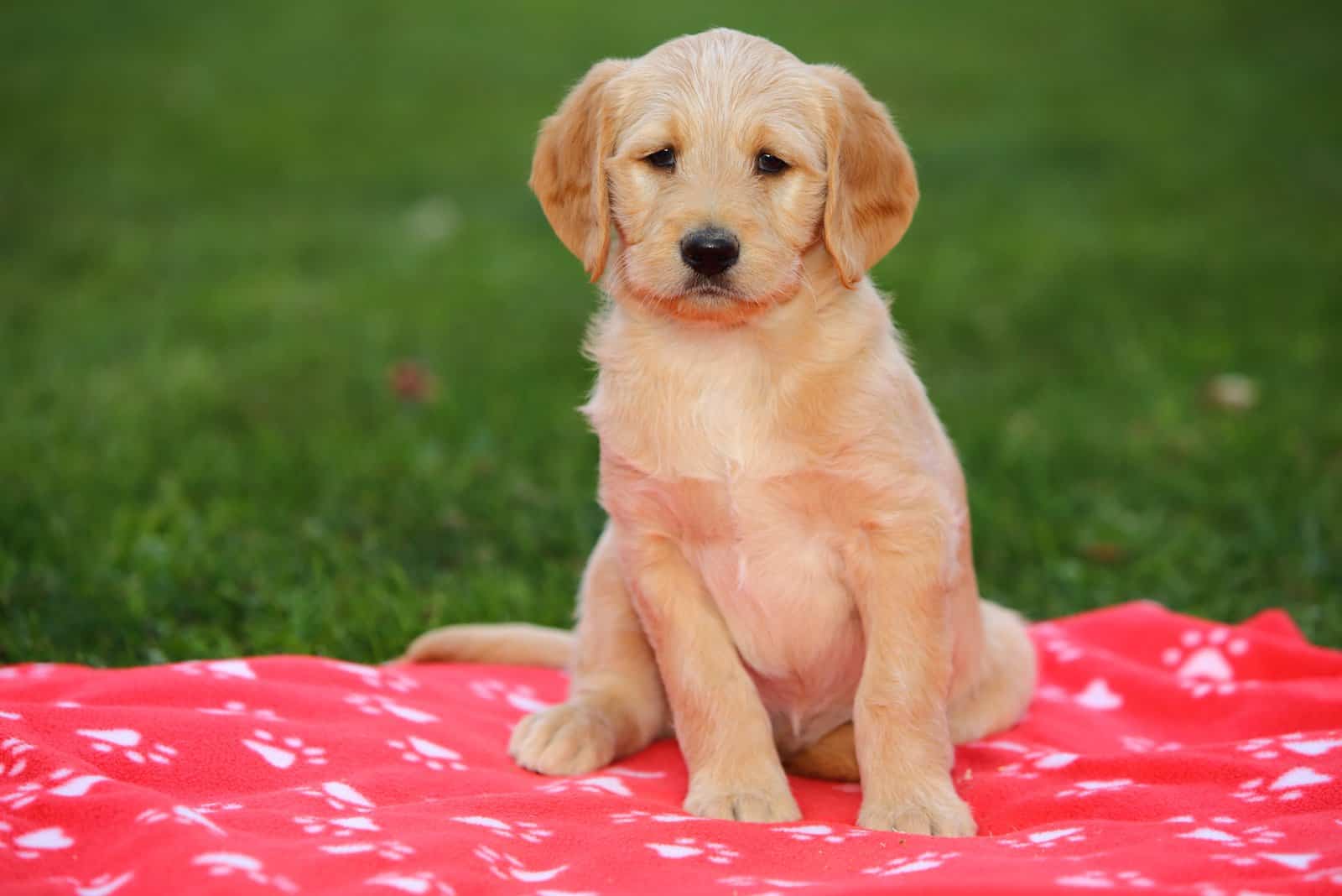 labradoodle sentado sobre una manta roja