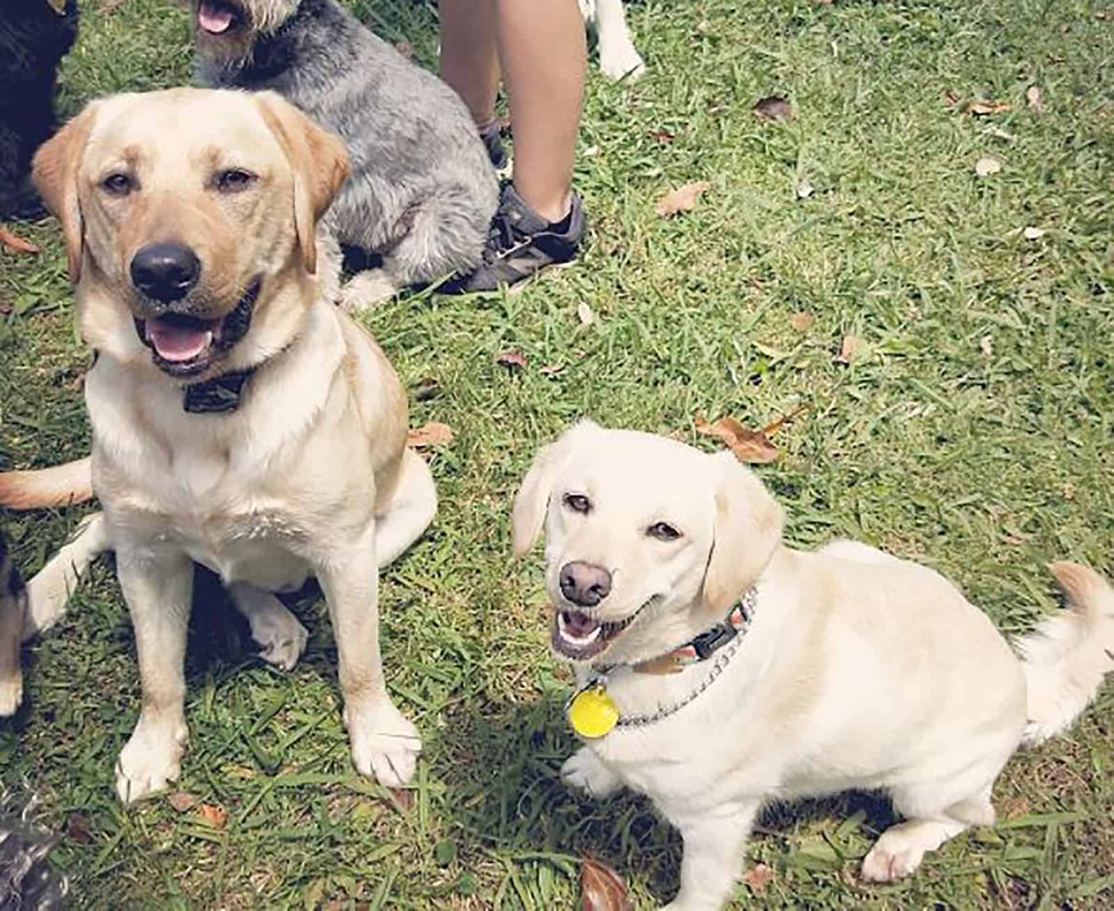 labrador y labrador miniatura sentados en el césped