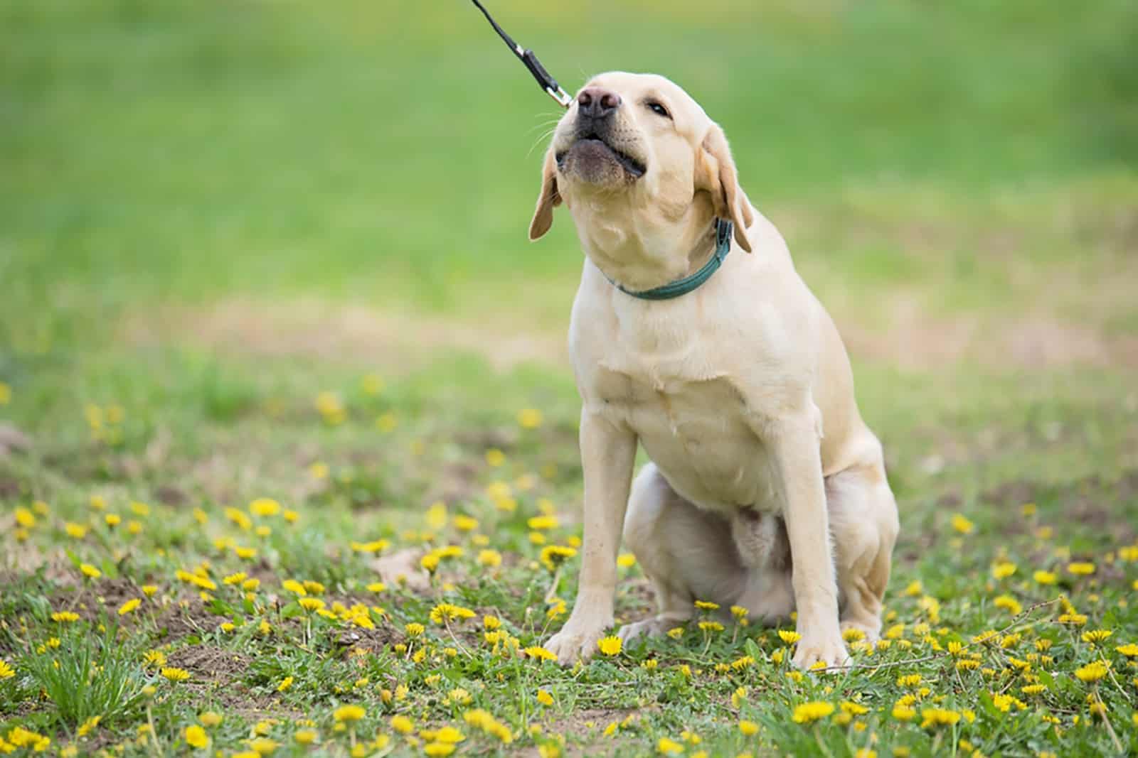 perro labrador llorando en el jardín
