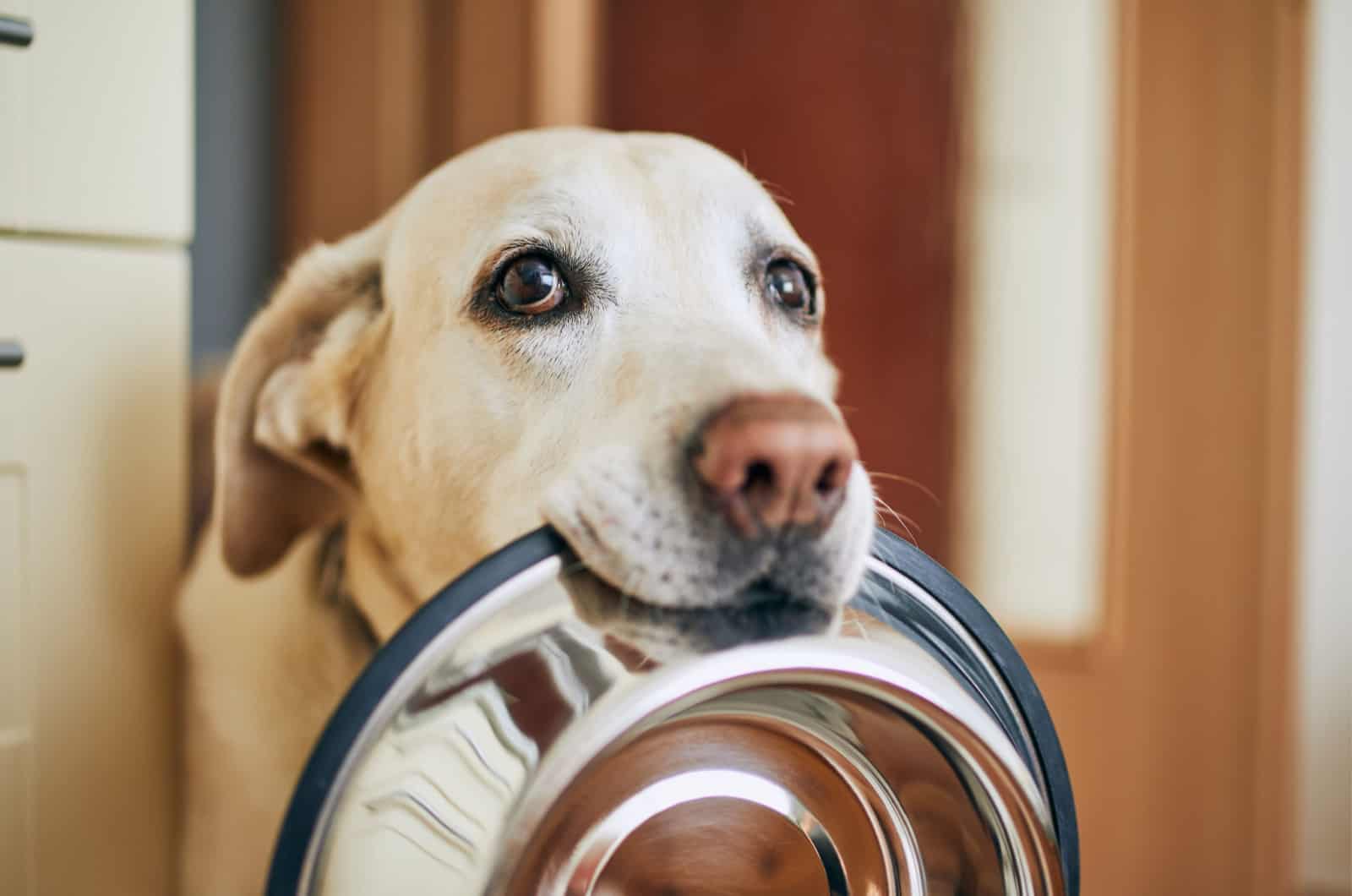 labrador sosteniendo un tazón en la boca