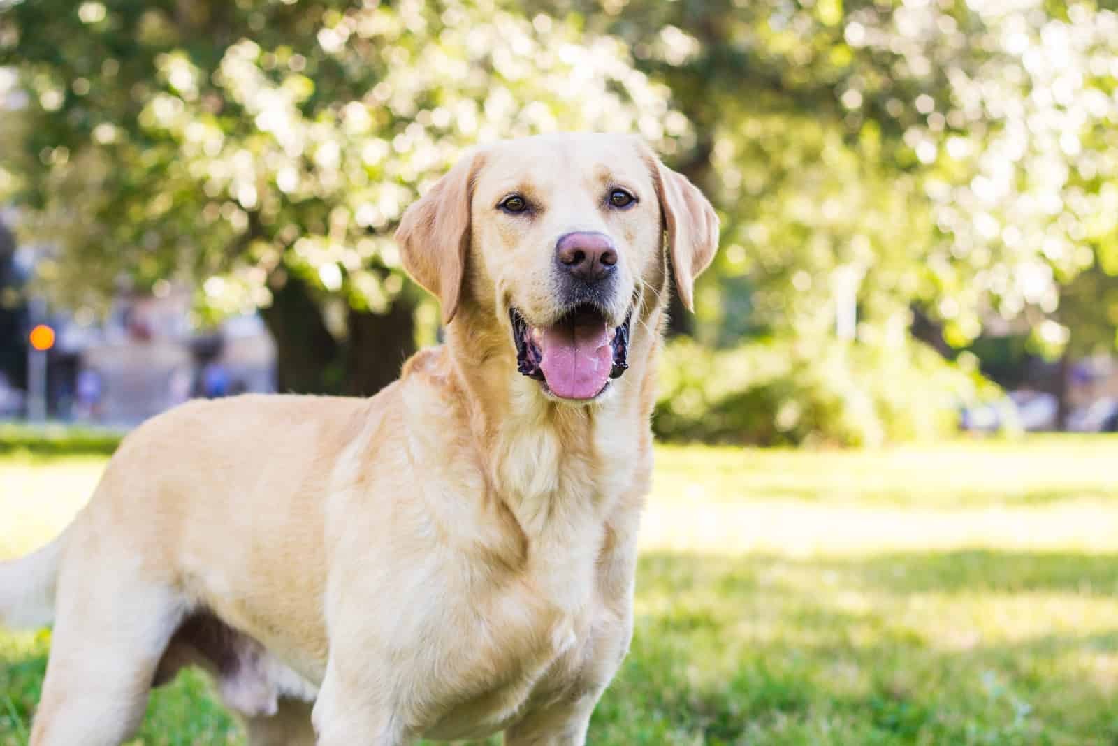 labrador en un parque